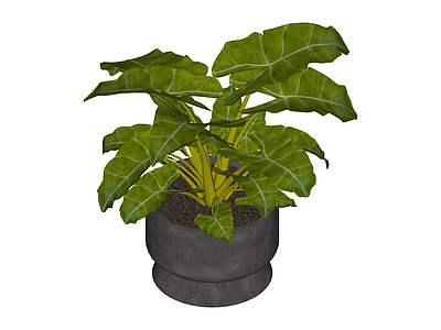 绿叶盆栽植物
