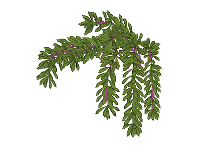 垂枝绿植灌木