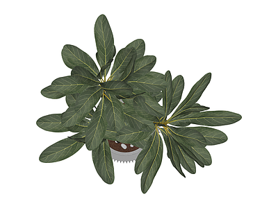 盆栽绿植模型