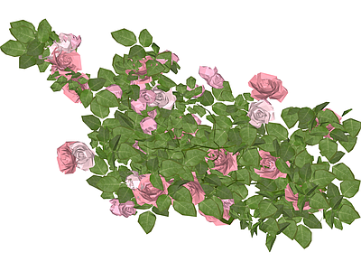 粉色蔷薇花藤