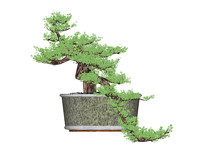 带盆造型盆景