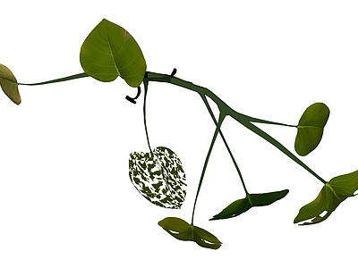 龟背竹绿植模型