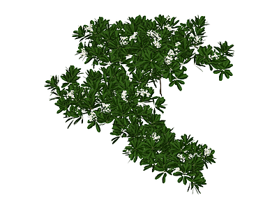 带花灌木植物模型