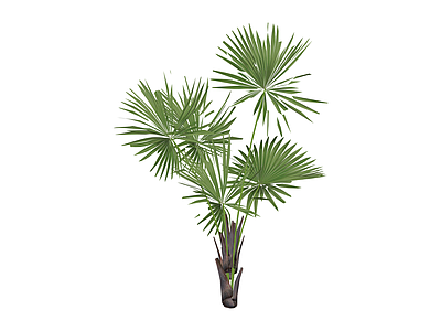 丛生棕榈植物