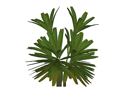 丛生散尾葵植物模型