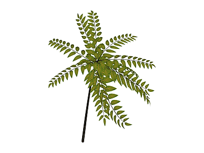 独立绿色蕨类植物