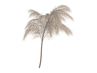 棕榈树植物模型