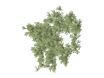 银杏树植物模型