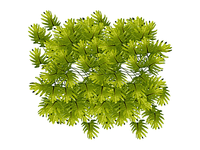 丛生绿色蕨类植物