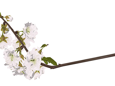 白色樱花树枝