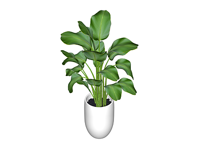 白盆绿植盆栽