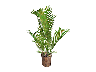 盆栽散尾葵植物