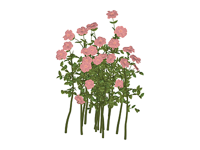 粉色花卉绿植组合