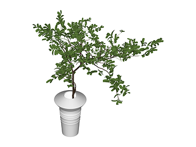 盆栽绿植植物