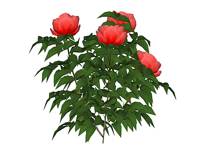 红色牡丹花灌木模型