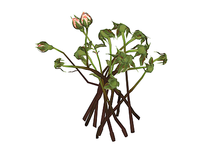 玫瑰花束植物组合