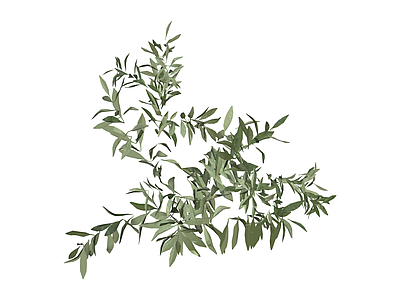 橄榄枝绿植组合