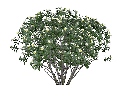 开花灌木植物模型