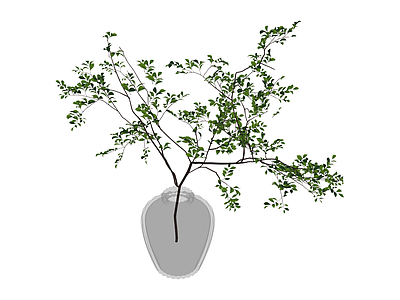 带盆绿植盆栽