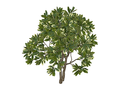 黄杨灌木植物模型