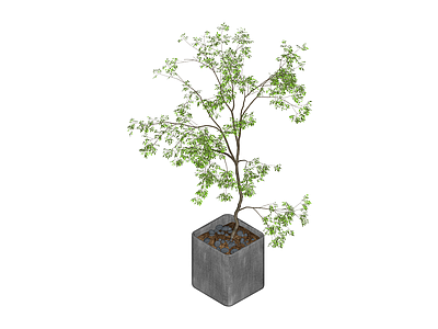 盆栽绿植景观树