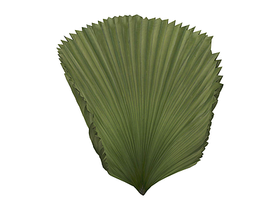 棕榈叶绿植组件
