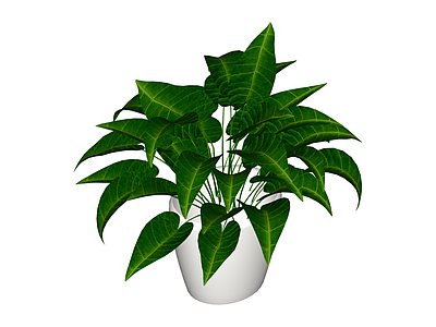 绿叶盆栽植物