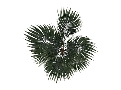 丛生散尾葵绿植模型