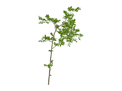 带枝叶植物枝条