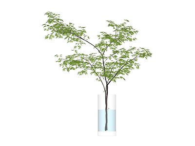 带盆绿植盆栽