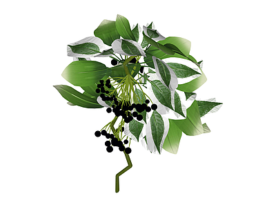 带果绿植长枝