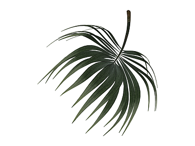 独立棕榈叶植物素材