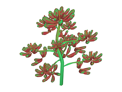 红绿斑点花艺植物