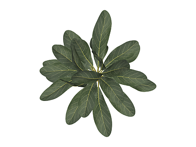 阔叶绿植盆栽