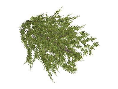 绿色针叶植物模型