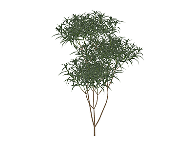 独立景观灌木绿植