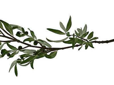 橄榄枝带果植物组件