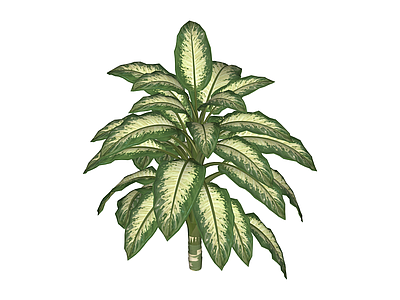 斑叶绿植盆栽