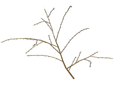 枯枝干花装饰素材