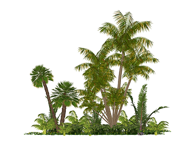 热带景观植物组合