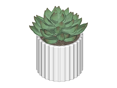 白色竖纹盆栽植物