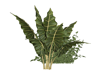 热带绿植组合盆栽
