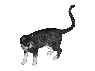 灰白花色站立猫咪