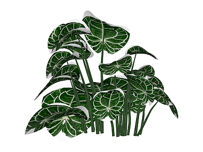 白锦花烛盆栽绿植