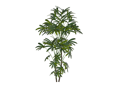 多株盆栽绿植组合