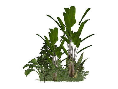 热带植物景观组合