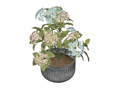 盆栽绣球花植物