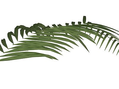 绿色棕榈植物叶片