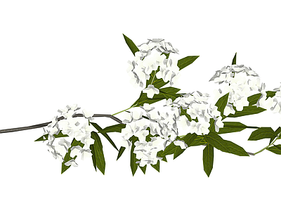 白色花艺植物枝条