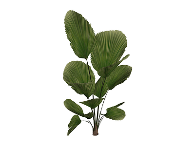 散尾葵绿植模型